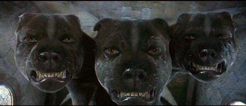 fluffy-harry-potter-3-three-headed-dog-historys-famous-dog-ark-animal-centre