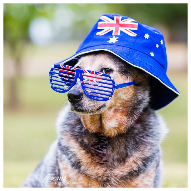 Akemi-Photography-Aussie-Dogs-for-Australia-Day-15